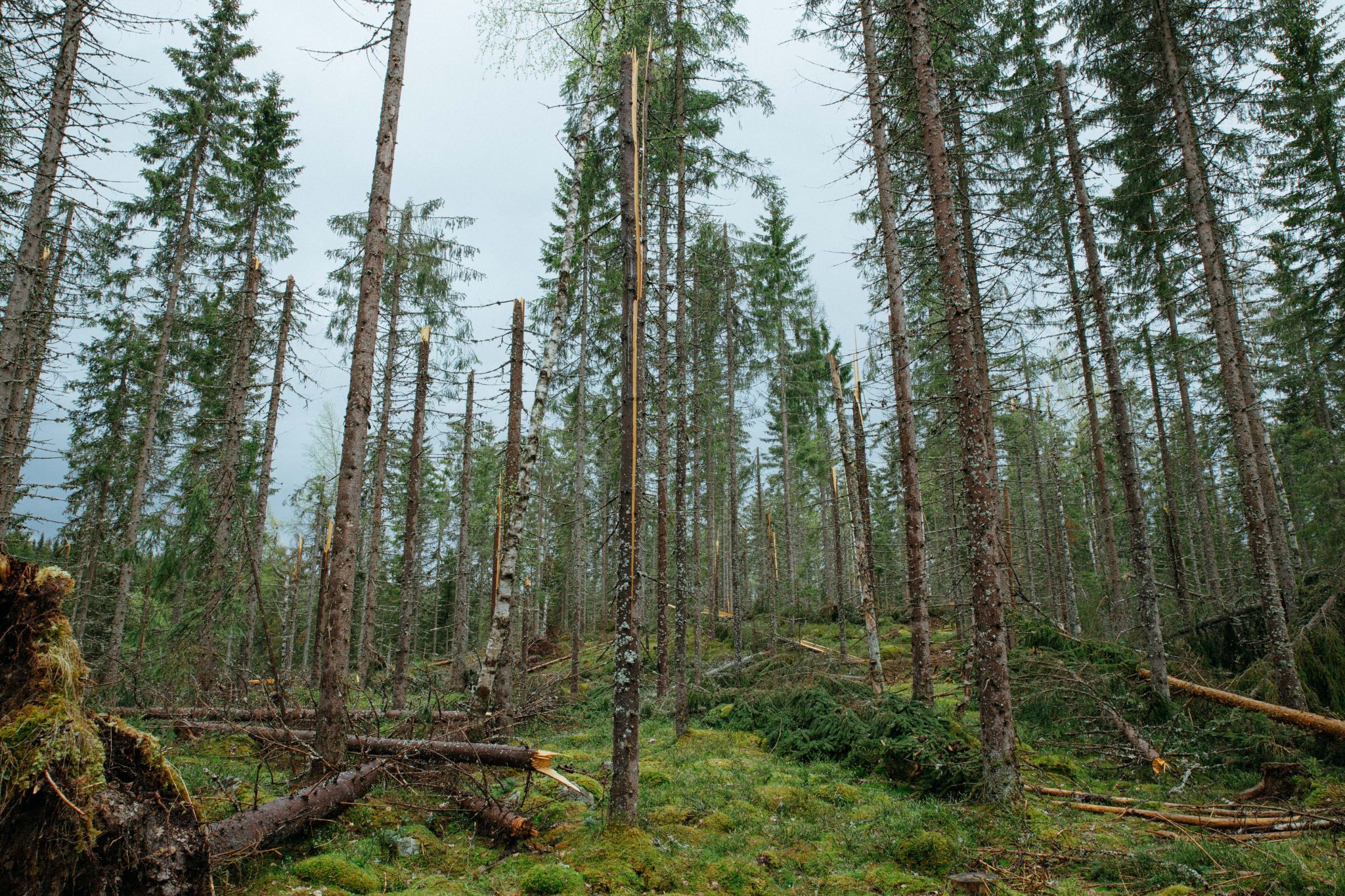 Mye skader kan gi noe lengre behandlingstid i sommer - SkogbrandSkogbrand